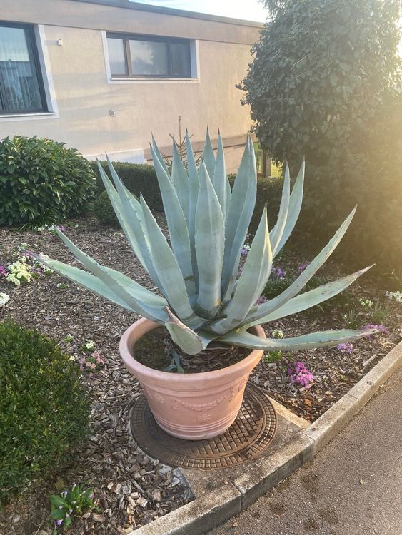 AGAVE, sehr gross!! (Gebraucht) in Winkel fr CHF 190  nur Abholung auf  Ricardo kaufen
