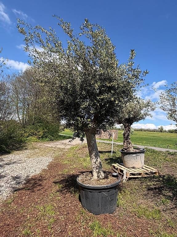 Pflanzen & Samen: Olivenbaum "Olea Europea 8 – Neu und originalverpackt aus Zuckenriet von Thur_Plant 1