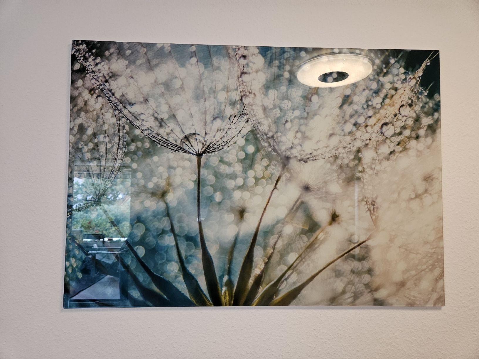 Posters & Illustrations: Glasbild Pusteblume mit Wassertropfen 100x70cm neuwertig – D'occasion à Zofingen par Prune73 1
