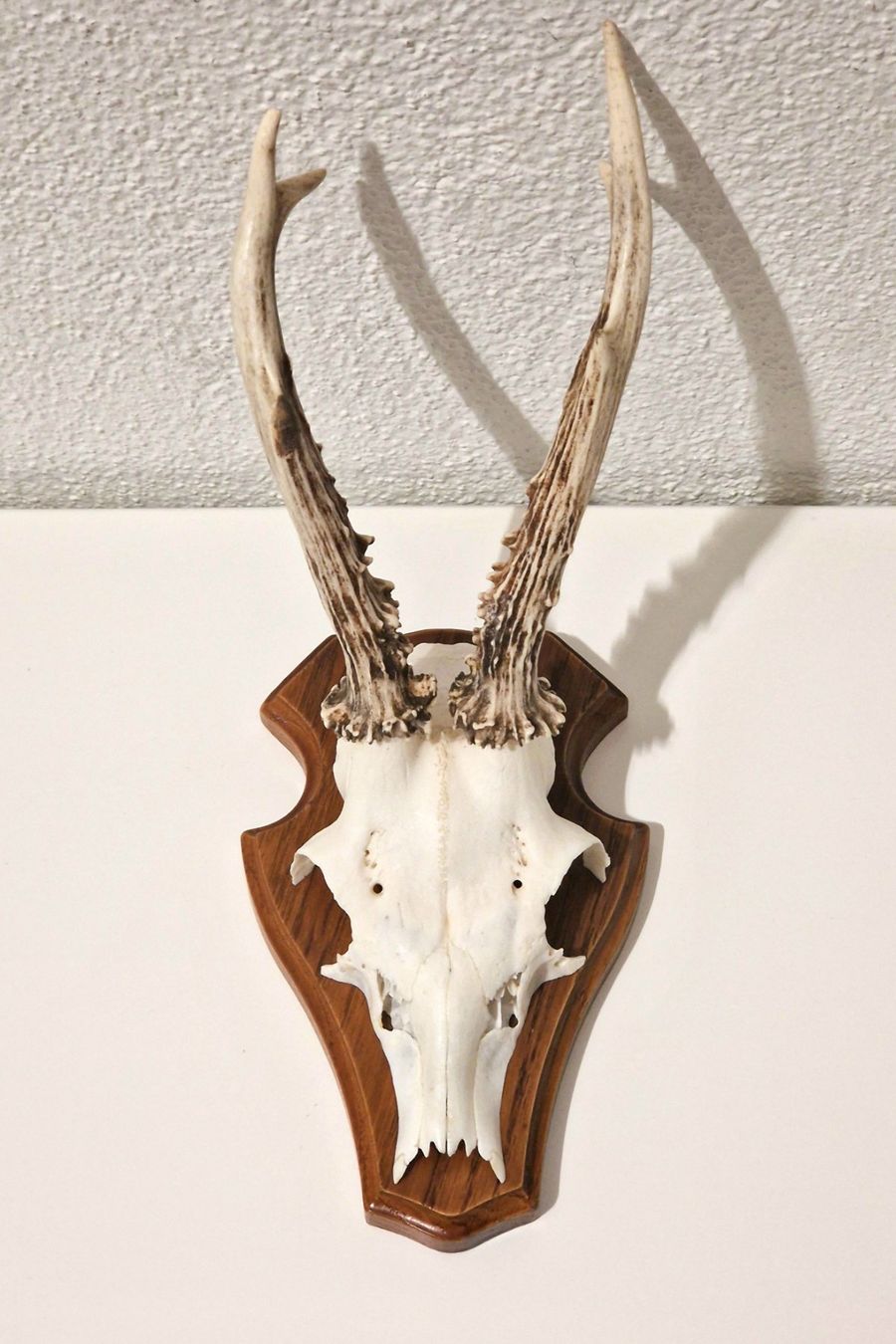 Il mondo degli animali: Jagdtrophäe – Rehbock-Gehörn – Usato da Zürich venduto da New_username 2