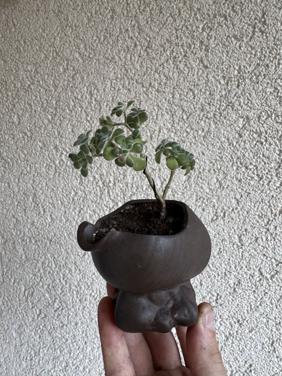 Plantes & graines: Kleiner Sukkulenten Bonsai – D'occasion à Rümlang par Gruseh.ch