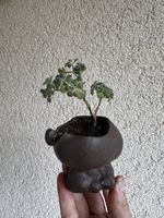 Kleiner Sukkulenten Bonsai