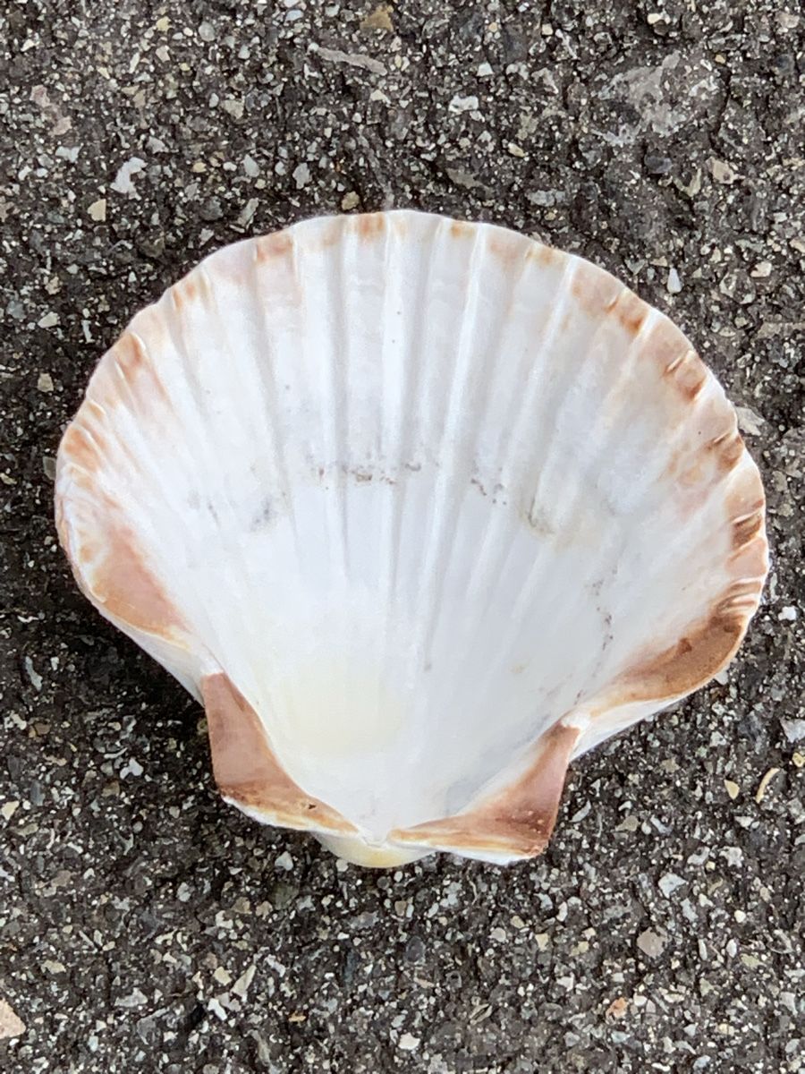 Fossili: „MUSCHELN“ – Usato da Wangen b. Olten venduto da Finolino28 7