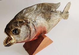 Präparatoren Red Belly Predator Piranha aus Peru, Neu
