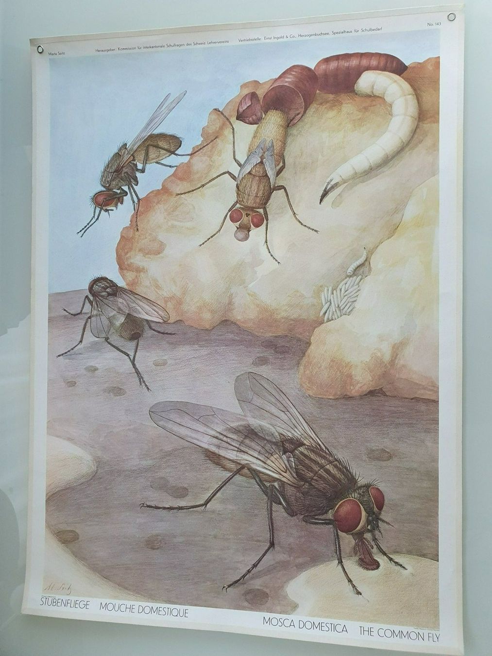 Posters & Illustrations: Schulwandbild Nr. 143 Stubenfliege – D'occasion à Fribourg par YannDuc