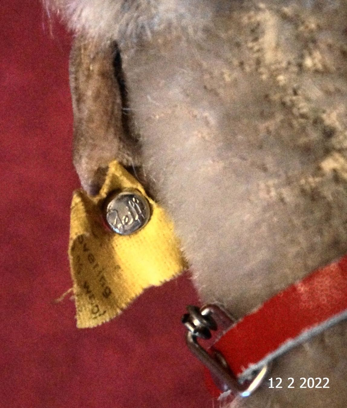 Steiff Giocattoli: Steiff Hund ca.1960er – Usato da Basel venduto da The_Onliners 3