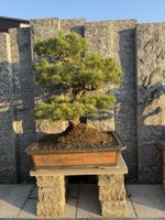 Japanische Mädchenkiefer Bonsai, Top!