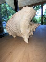 Grosses Meeresschneckenhaus Muschel Dekoration 24cm