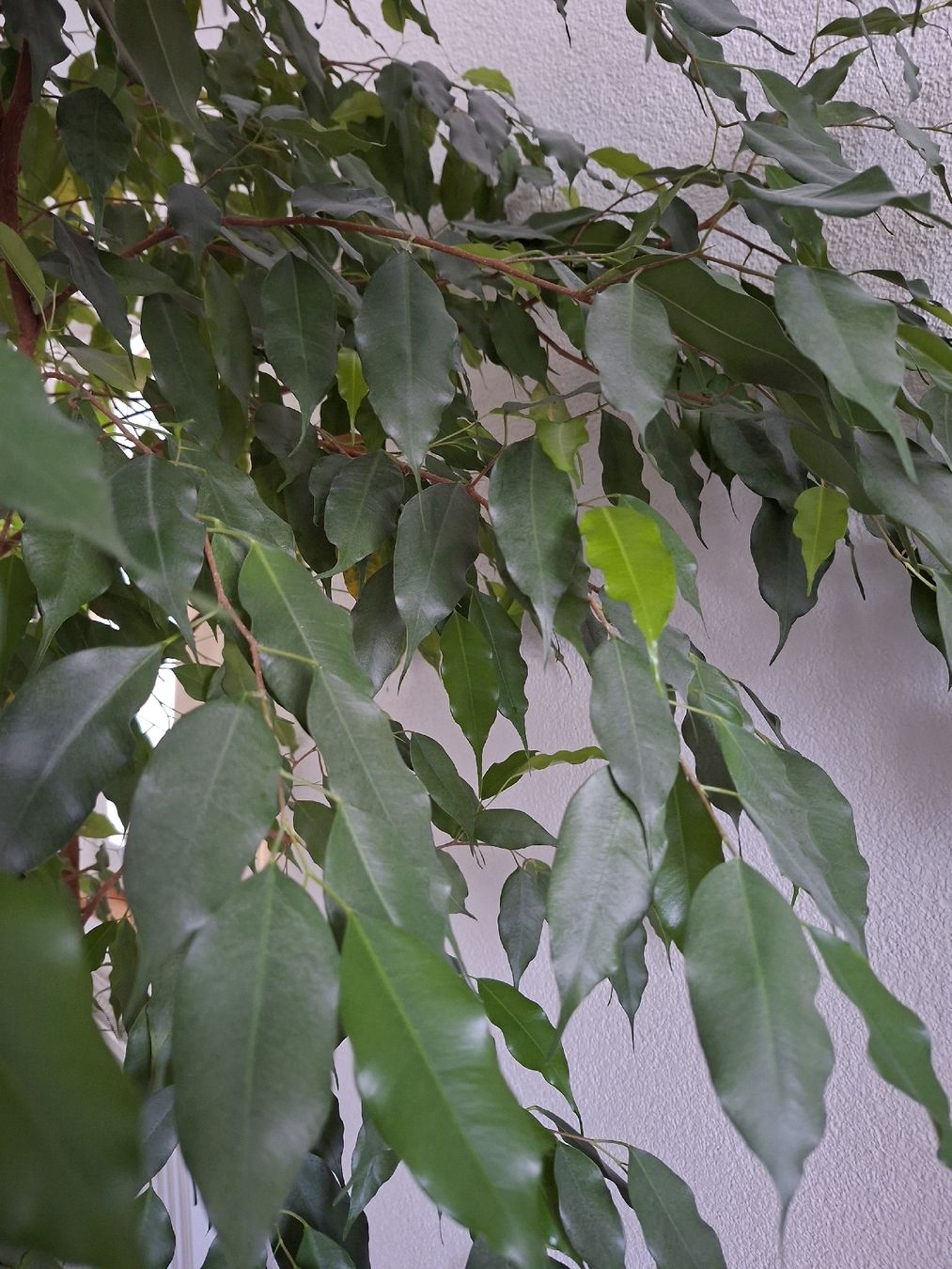 Pflanzen & Samen: Benjamin Ficus  – Gebraucht aus Biberist von Hope40