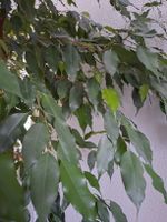 Benjamin Ficus 