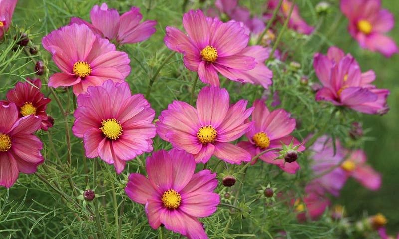 Piante & sementi: 30 Samen Cosmea XSENIA Schmuckkörbchen – Nuovo (secondo la descrizione) da Ehrendingen venduto da VerveinaSamen 8