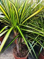 50 cm ↕️ INDOOR “DRACAENA SUNRAY”