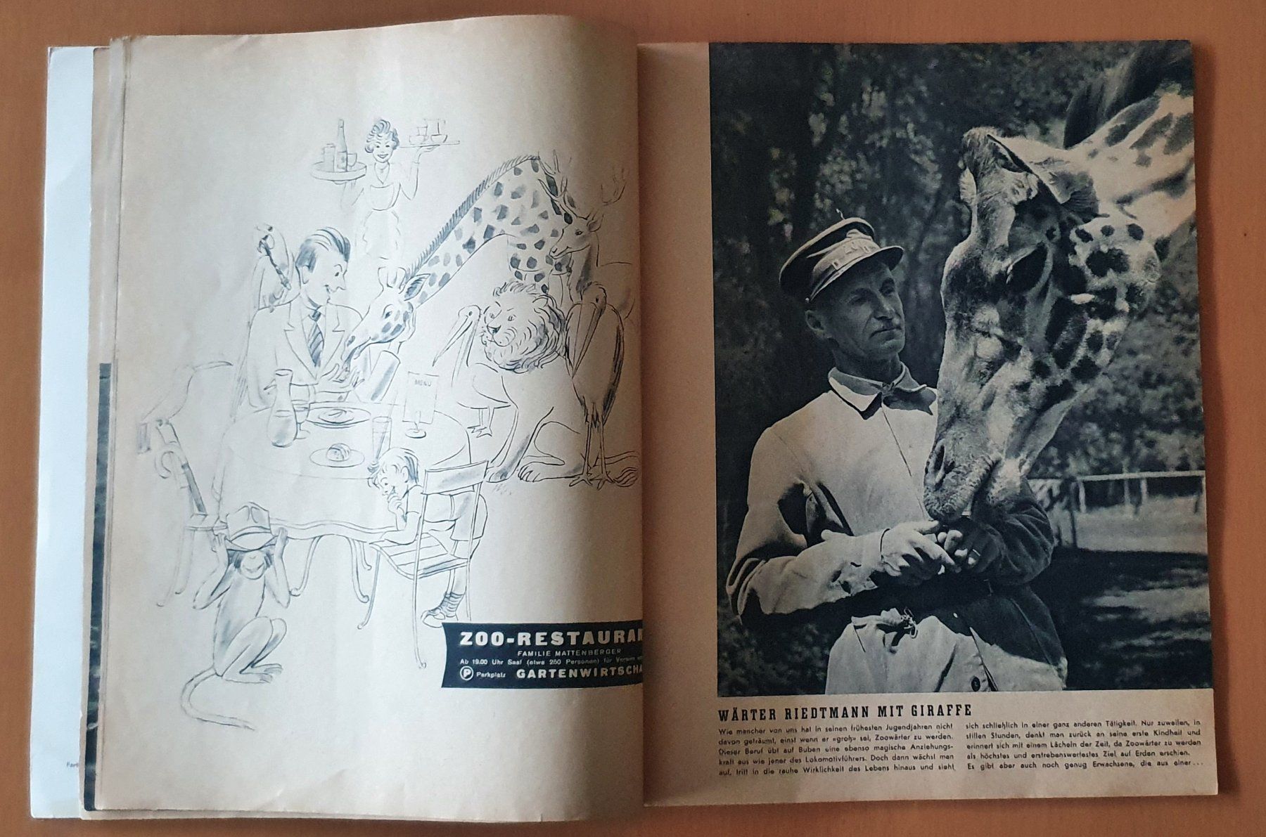 Riviste & Magazine: Zürcher Zoo - Heft 1953 – Usato da Kreuzlingen venduto da Rschweiz1 5