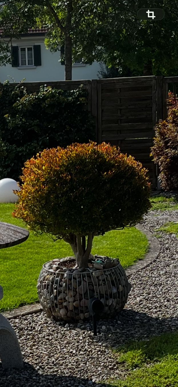 Blumentöpfe: Blumentopf – Gebraucht aus Reinach AG von Percy2017 5