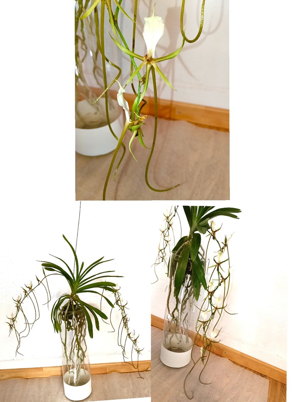 Piante & sementi: Plectrelminthus Caudatus – Nuovo (secondo la descrizione) da schöftland venduto da UniquePlants