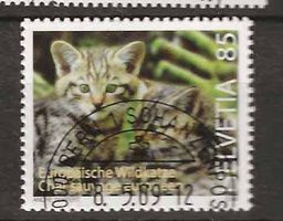 M1313 - Chat sauvage  1er jour