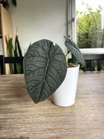 Alocasia Melo XL RHIZOM