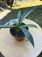 Agave 12 cm hoch