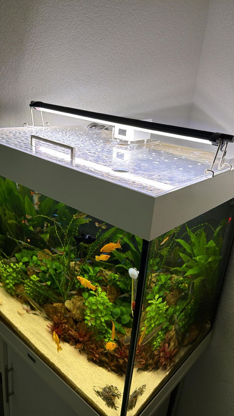 Lampade: Lampe LED Aquarium Freshwater - Éclairage optimal 6800K – Usato da Monthey venduto da ped_8jqg 1
