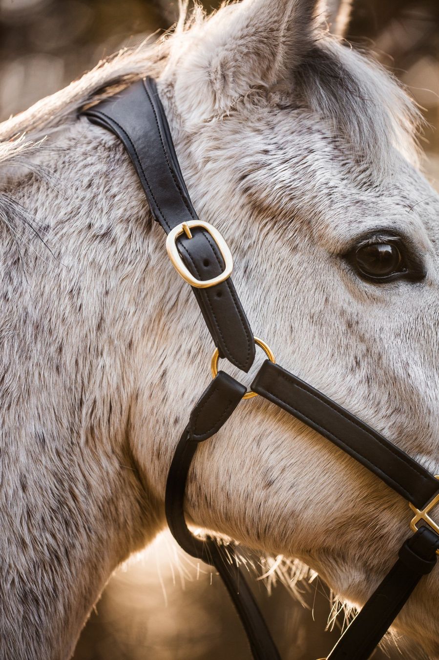 Briglie & Cavezze: Halfter aus veganem Kaktusleder - Grösse VB – Usato da Zürich venduto da 411osmanbey 2