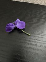 Blume lila
