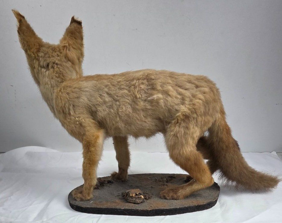 Il mondo degli animali: Junger präparierter Fuchs auf Sockel – Usato da Flums venduto da Flumsantik 3