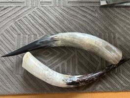 2x Horn / Hörner, Dekoration, 55-60cm, Top Zustand