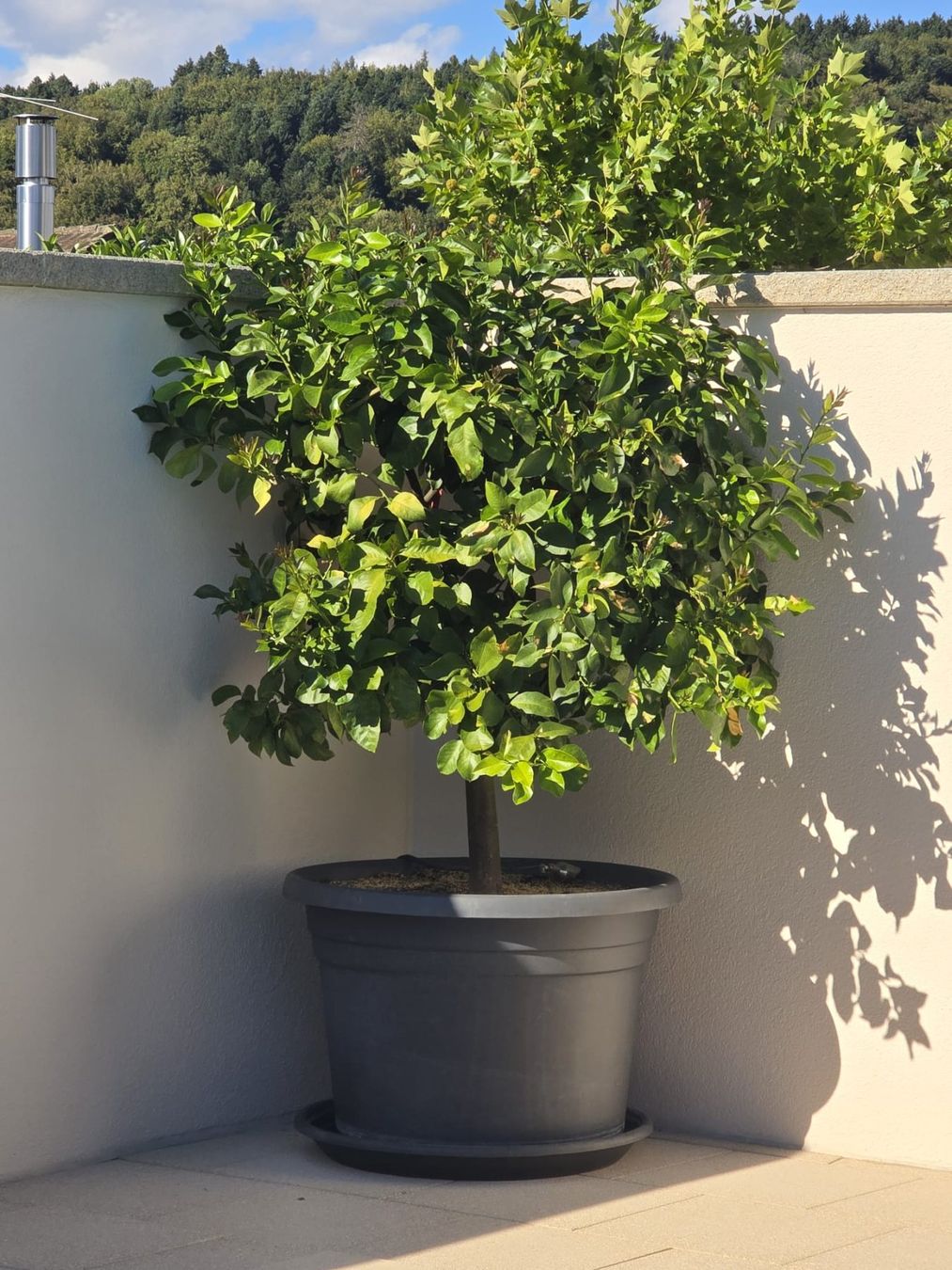 Piante & sementi: Zitronen-Baum II im Topf – Usato da Bleienbach venduto da mogig
