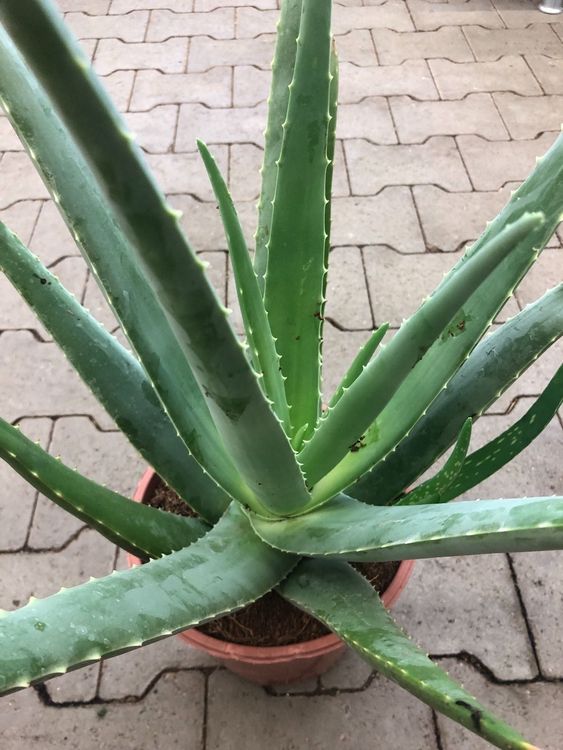XXL 80 cm  ALOE VERA 3 Jahrige 3Ans Die therapeutischste (Neu und  originalverpackt) in Rovio fr CHF 59  mit Lieferung auf Ricardo kaufen