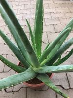 XXL 80 cm ↕ ALOE VERA‪‪ 3 Jahrige 3Ans Die therapeutischste