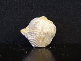 Versteinerter Fisch Fossil MUSCHEL BRACHIOPOD MAROKKO