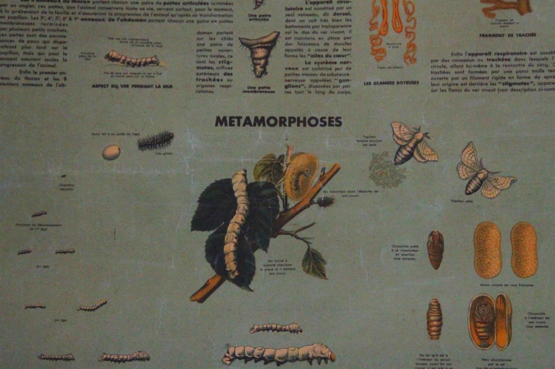 Foto & Immagini: massives Holzbild "Metamorphose" – Usato da Birrwil venduto da brandschatz_birrwil 6
