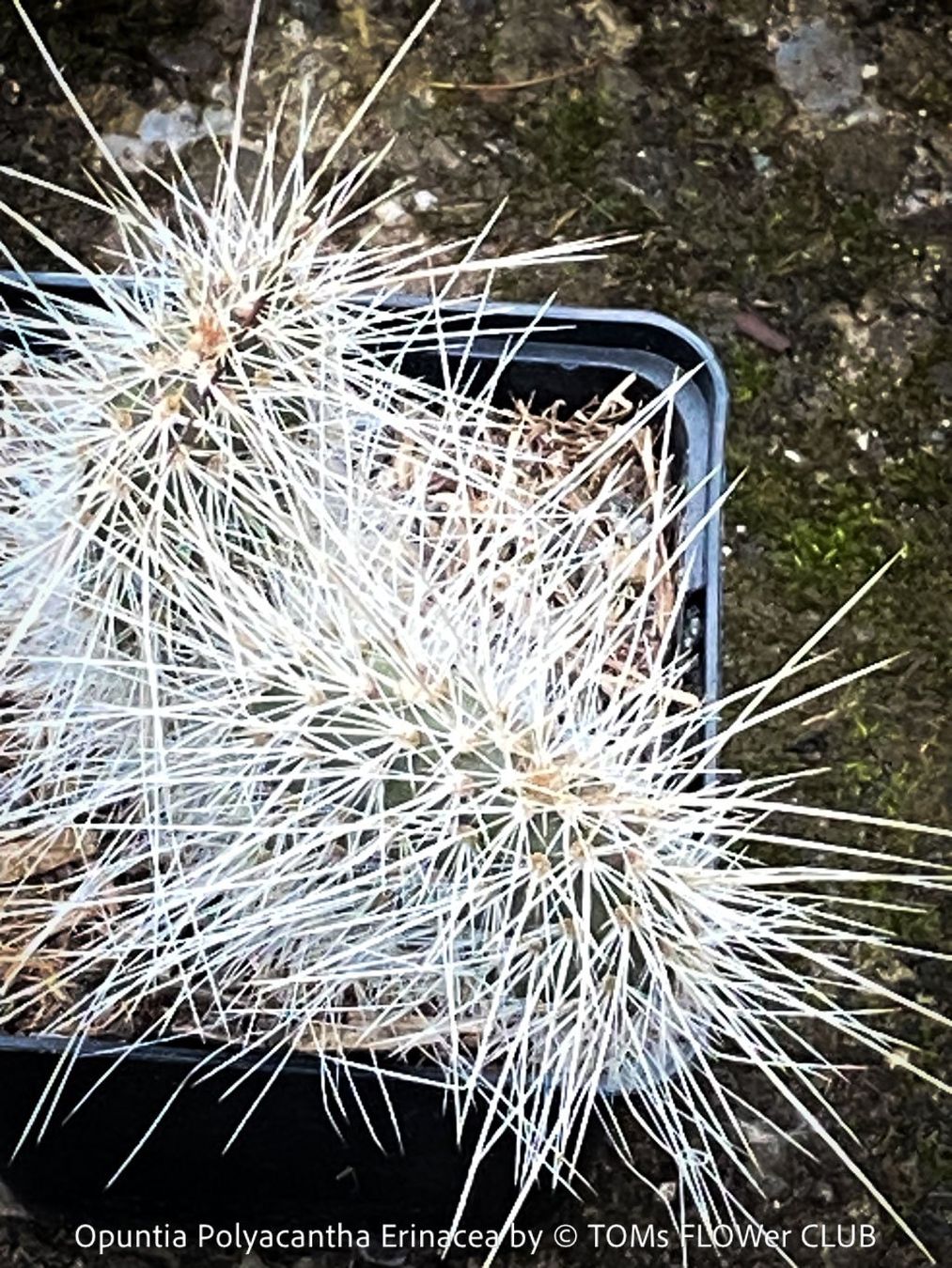 Piante & sementi: Opuntia Polyacantha Erinacea - "Grizzly Bear"- winterhart – Nuovo e nell'imballaggio originale da Adliswil venduto da astom369 3