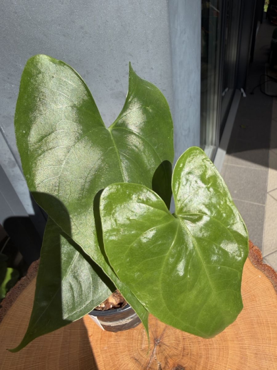 Piante & sementi: Anthurium watermaliense – Nuovo (secondo la descrizione) da Buchrain venduto da Stetoscop