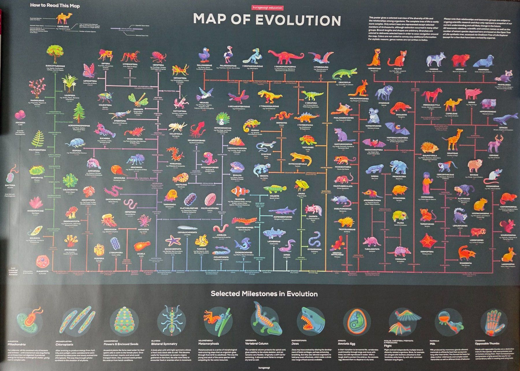 Foto & Immagini: Diverse Poster von "Kurzgesagt" – Nuovo (secondo la descrizione) da Worben venduto da Zbiki 4