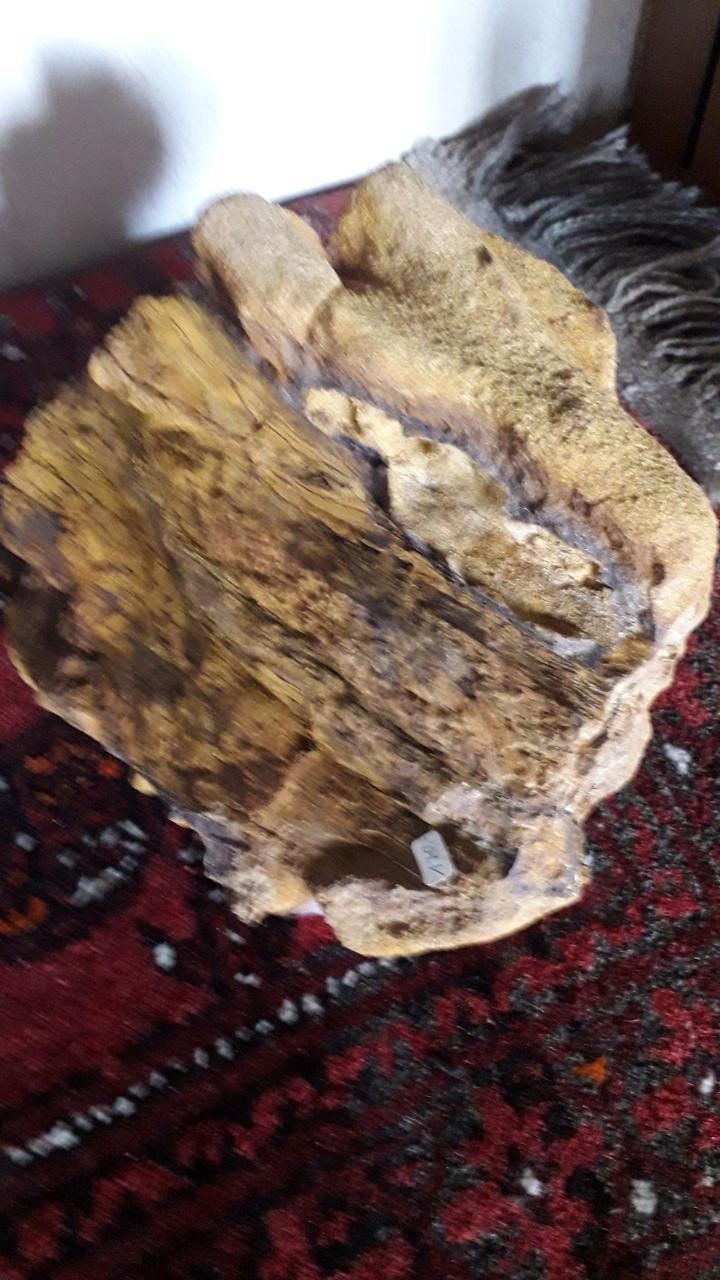 Fossili: Versteinertes Holz – Nuovo (secondo la descrizione) da Neuhausen venduto da terracebc 2
