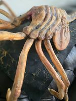 Alien Facehugger Lifesize