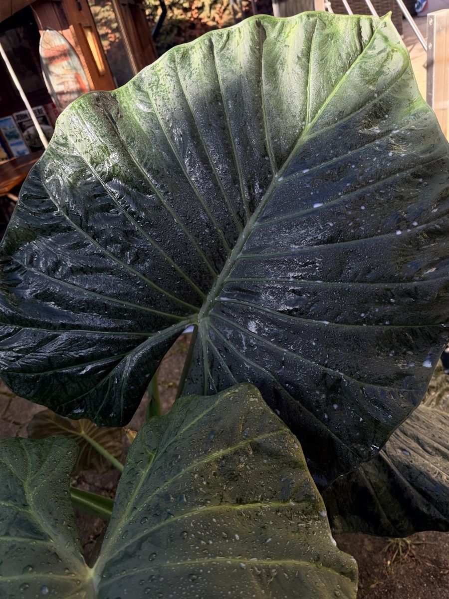 Piante & sementi: Alocasia Regale Shield🌱 – Usato da Menziken venduto da Ines.Coelho 1