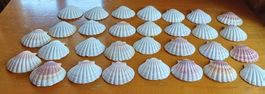 20 schöne Sommermuscheln Deko