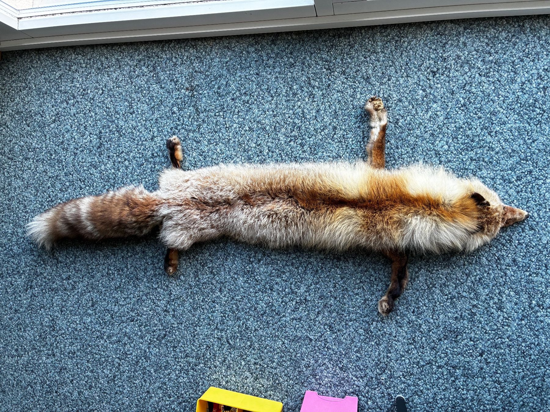 Monde des animaux: Rotfuchs Fell..125cm..ganzes Tier.. – D'occasion à Weiach par godsavethequeen