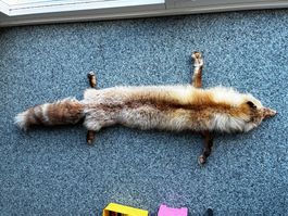 Rotfuchs Fell..125cm..ganzes Tier..