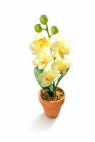 Deko Orchidee im Topf