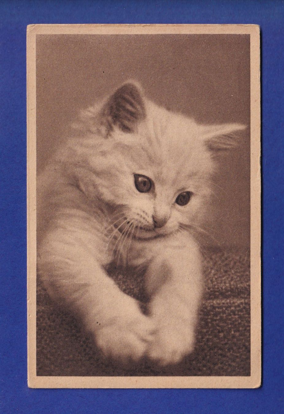 Cartoline postali: CHAT - Chaton – Usato da Pully venduto da nicecards-shop