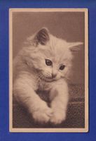 CHAT - Chaton