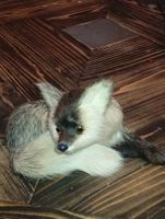 Schöne kleiner Fuchs 1990 Jahre.