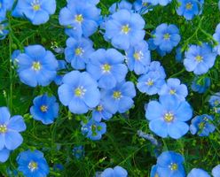 Ab 5.-  fr ! 20 Samen:  Blauer Leinenrasen, mehrjährig 💙