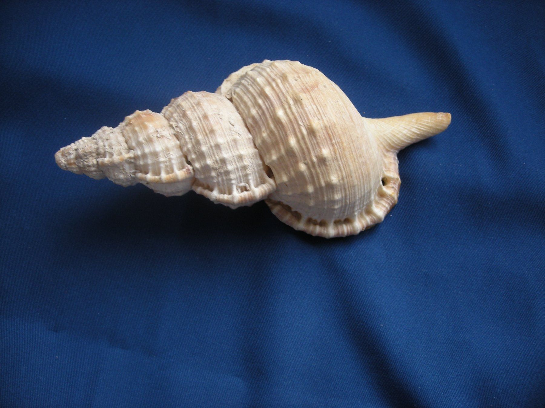 Fossilien: Wunderschöne Muschel Philippinen 16 cm – Gebraucht aus Spreitenbach von Sniper8952 2