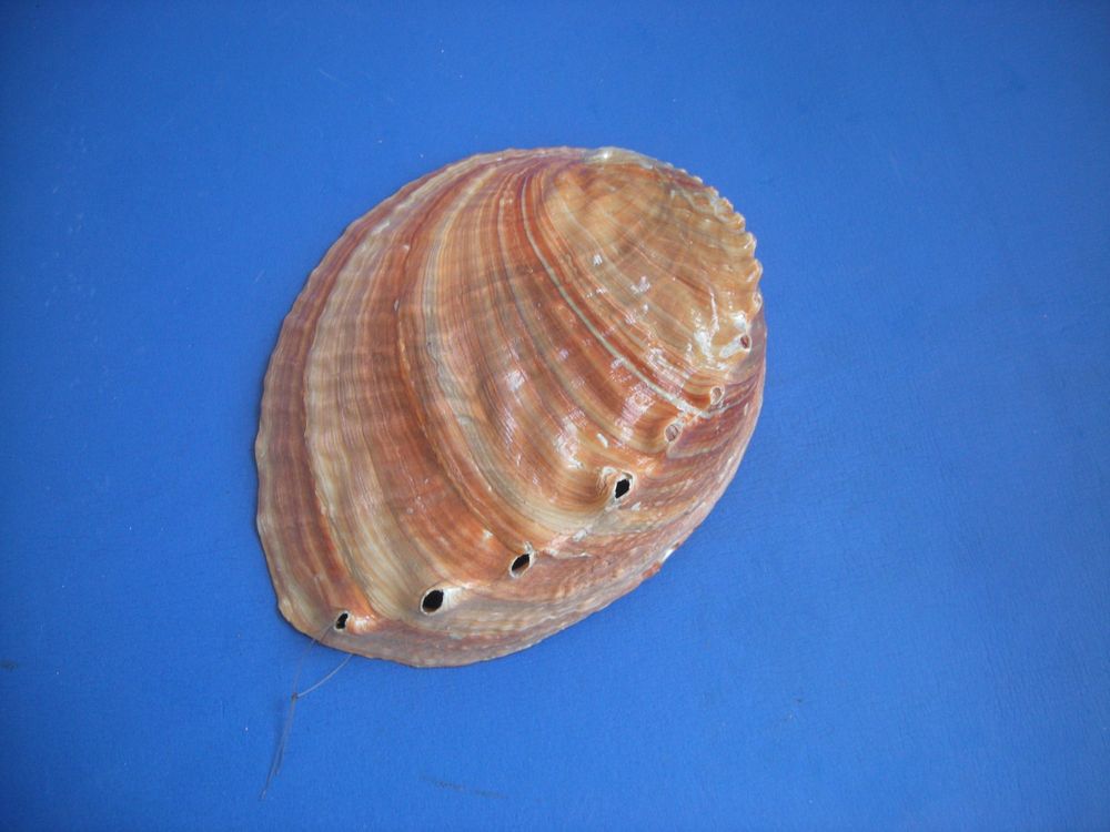 Muschelschale Riesengross zum Wand aufhängen (Gebraucht) in ...