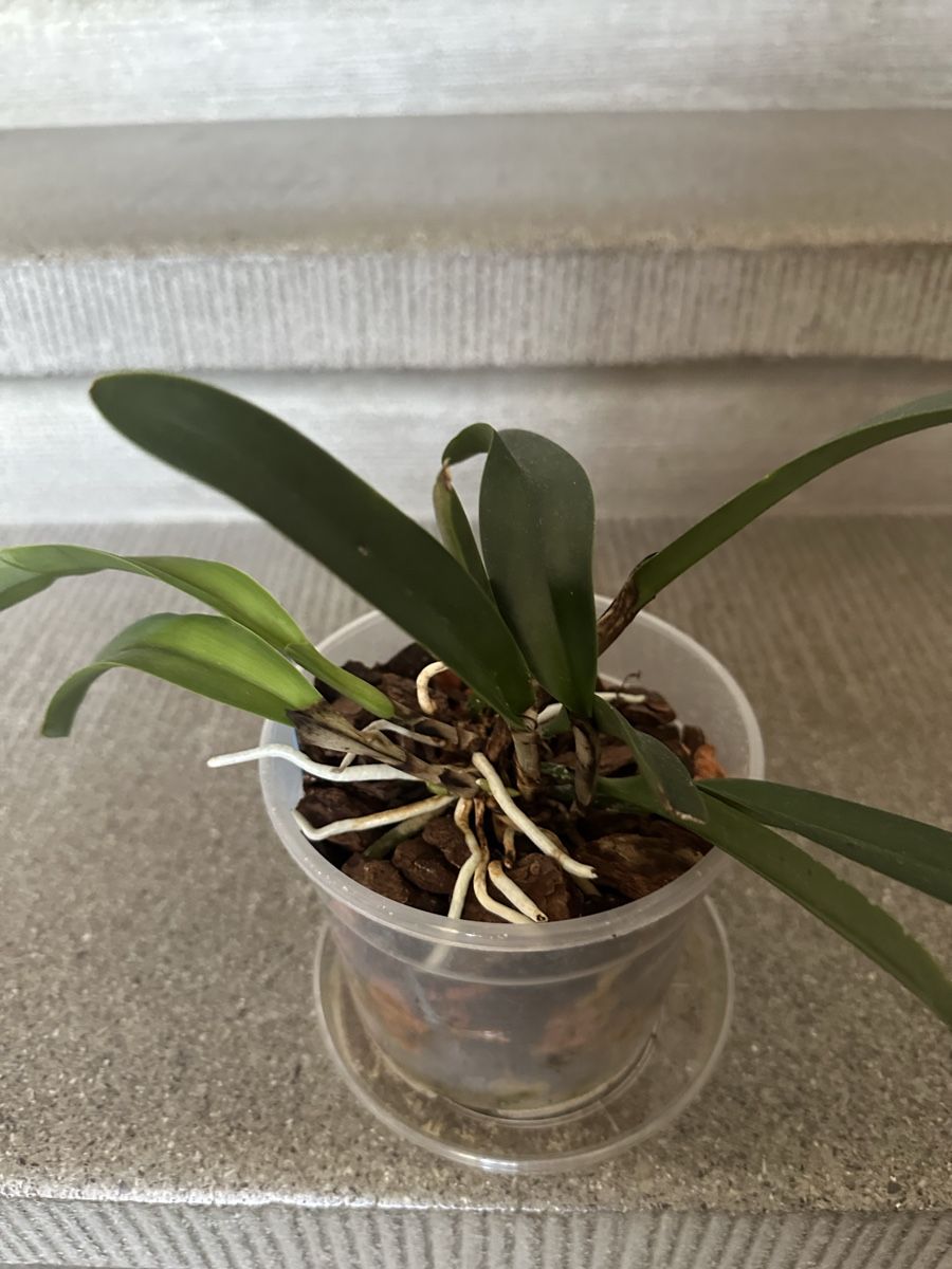 Piante & sementi: Cattleya Orchidee!!! – Usato da Bern venduto da womiman