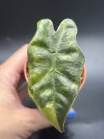 Alocasia Pseudosanderiana Aurea Variegata (1-3)